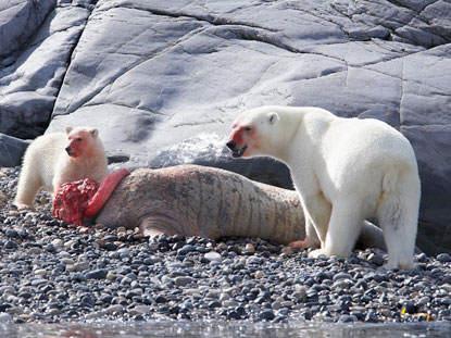 Polar Bears - Ocean Connections